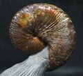 World Class, Red Iridescent Hoploscaphities Ammonite #31408-2